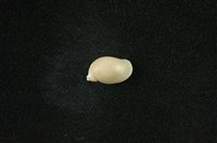 藏品(小椎實螺)的圖片
